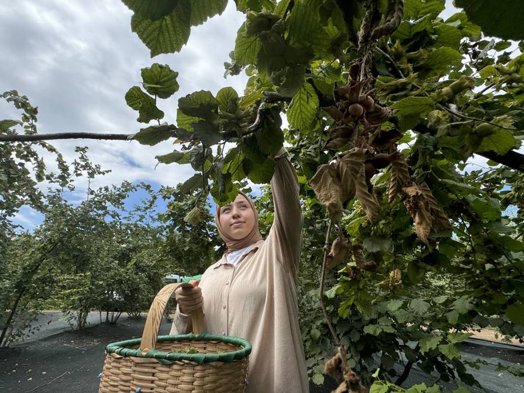 Yurt dışına tonlarca ihraç ediliyor: Hasat başladı! Fındıkta rekor rekolte bekleniyor 4